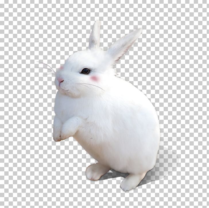 Detail White Bunny Png Nomer 11