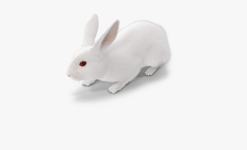 Detail White Bunny Png Nomer 13