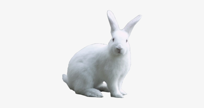 Detail White Bunny Png Nomer 3