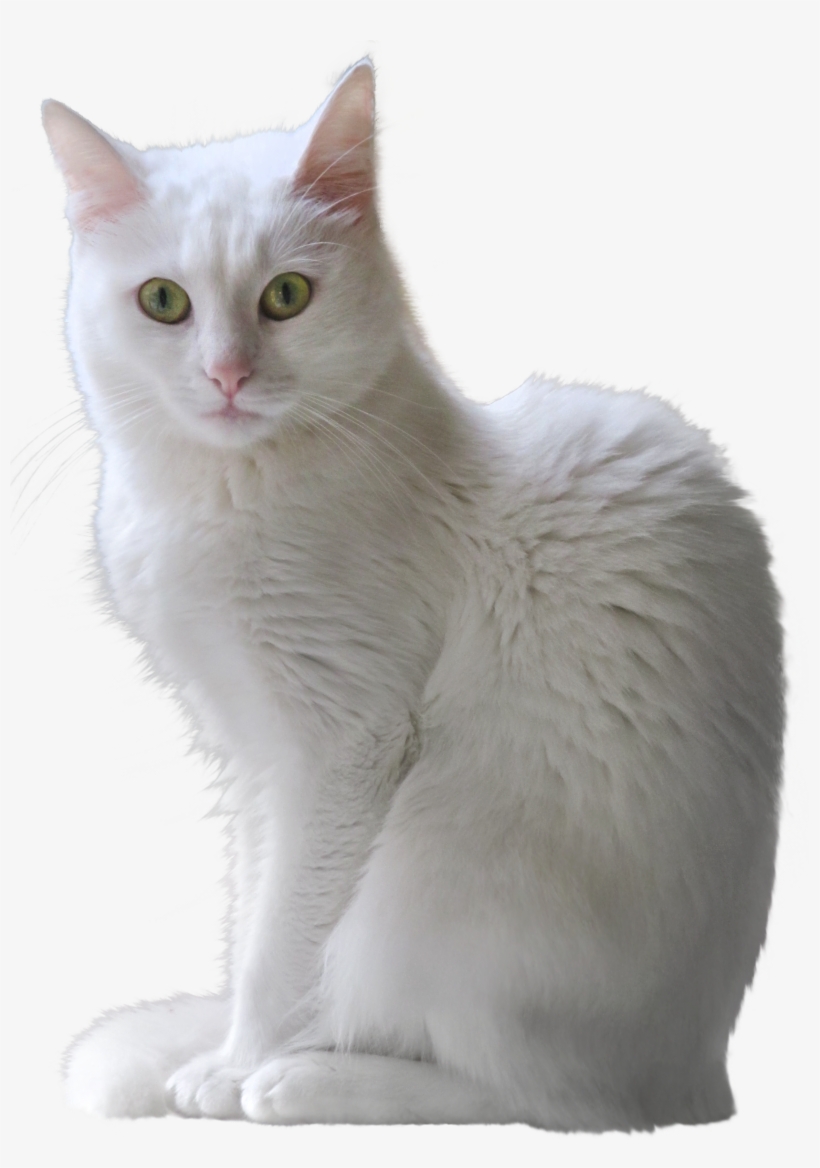 White Cat Png - KibrisPDR