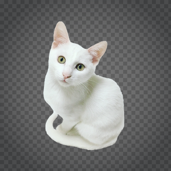 Detail White Cat Png Nomer 11