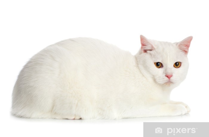 Detail White Cat Png Nomer 54