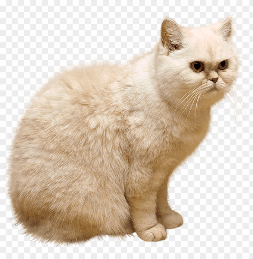 Detail White Cat Png Nomer 8