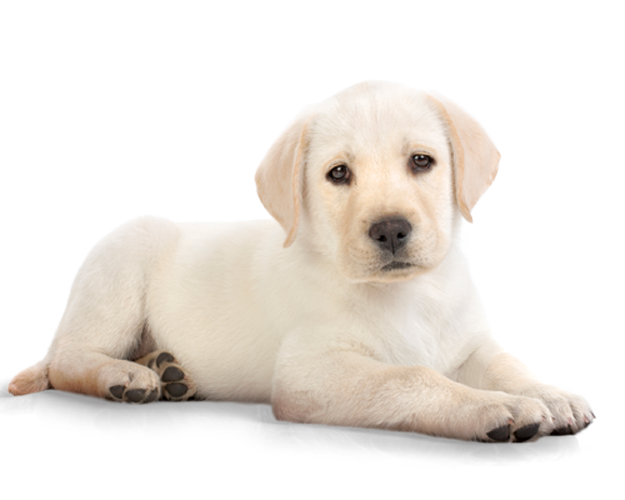 Detail White Dog Png Nomer 2