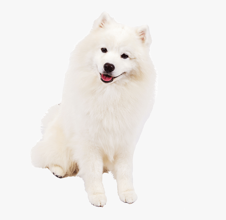 Detail White Dog Png Nomer 14