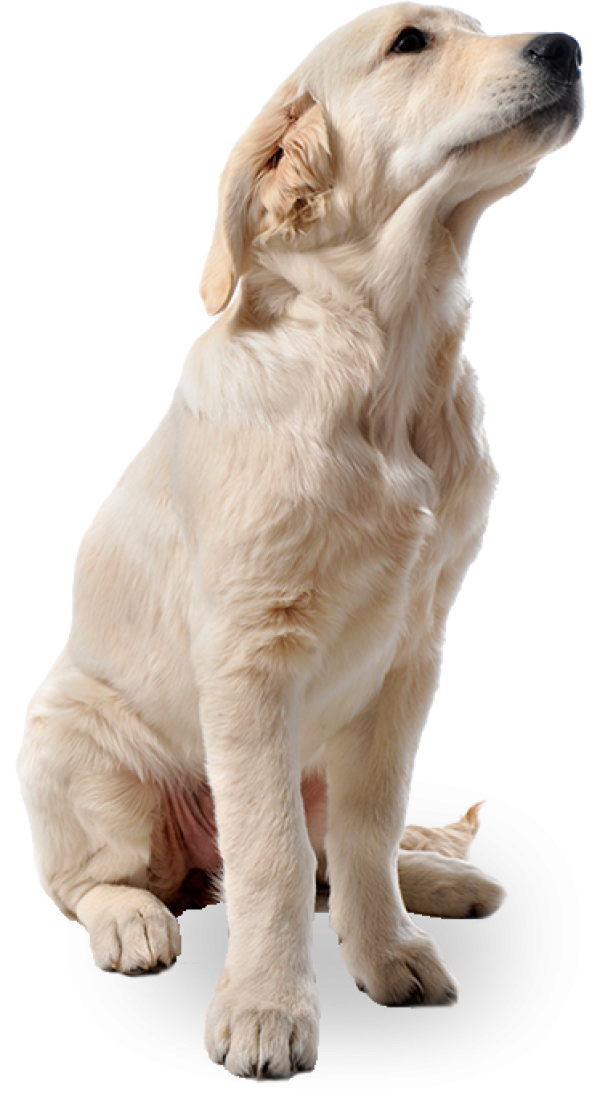 Detail White Dog Png Nomer 5