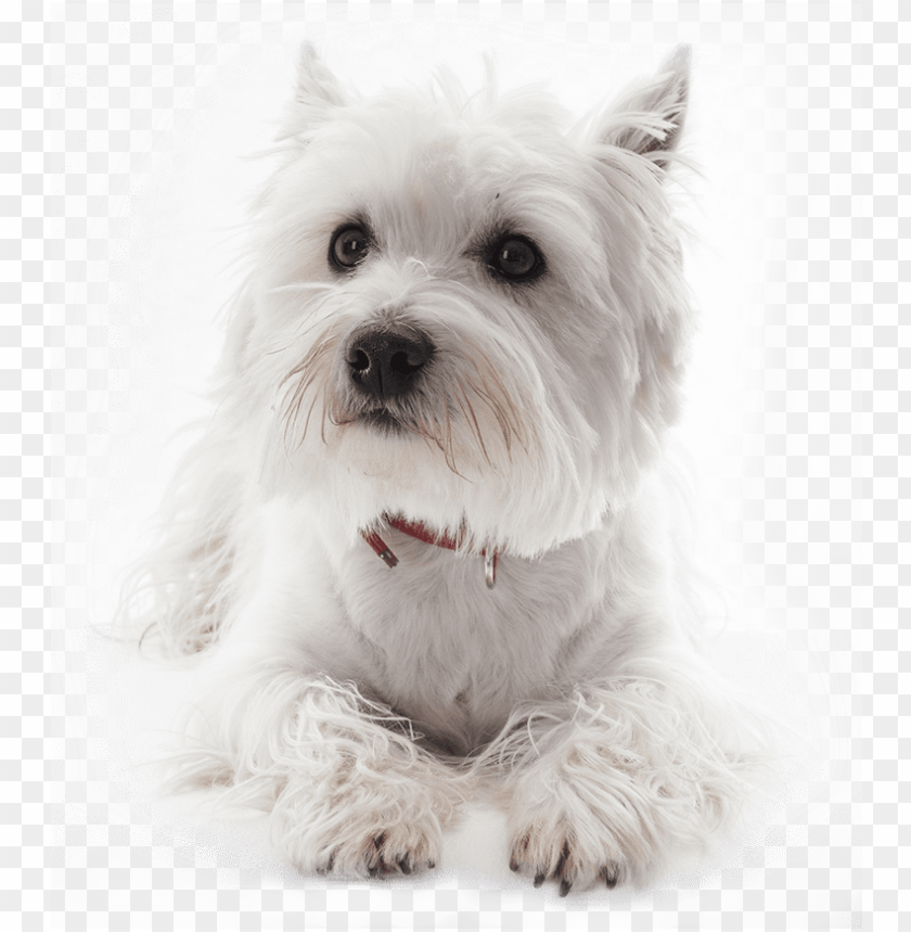 Detail White Dog Png Nomer 9