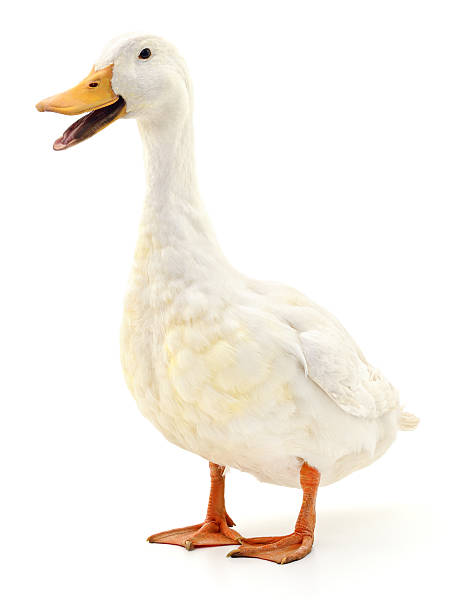 Detail White Duck Image Nomer 2