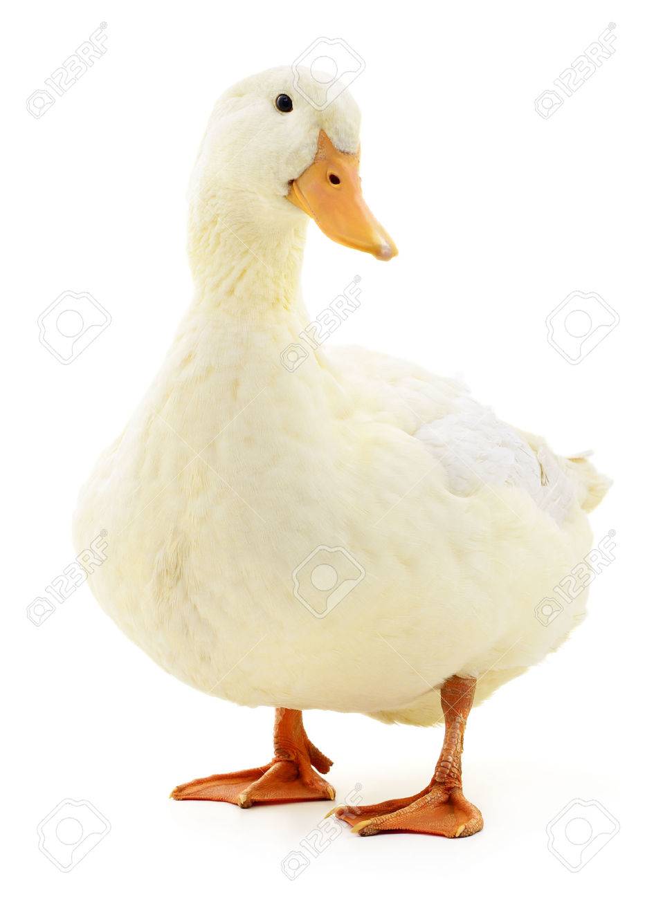 Detail White Duck Image Nomer 12
