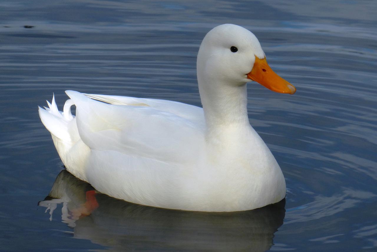 Detail White Duck Image Nomer 15