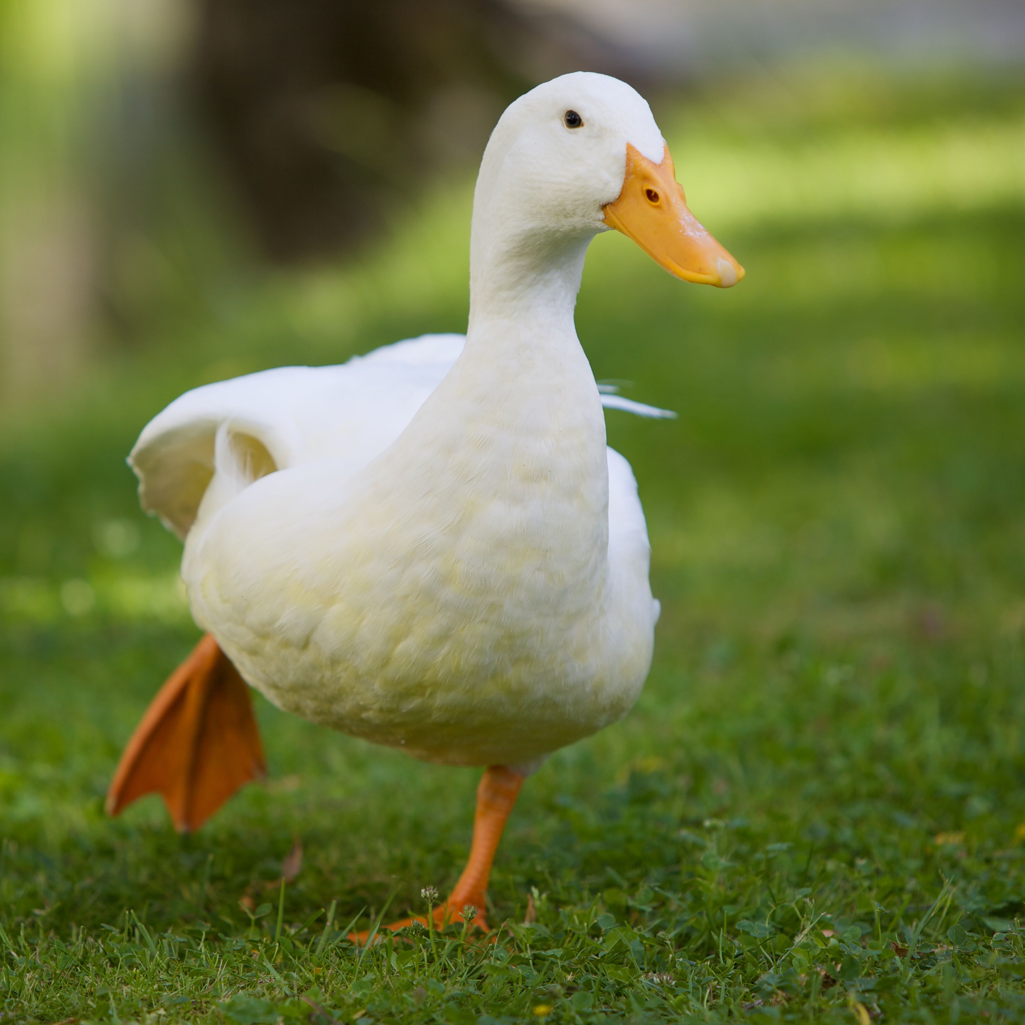 Detail White Duck Image Nomer 17