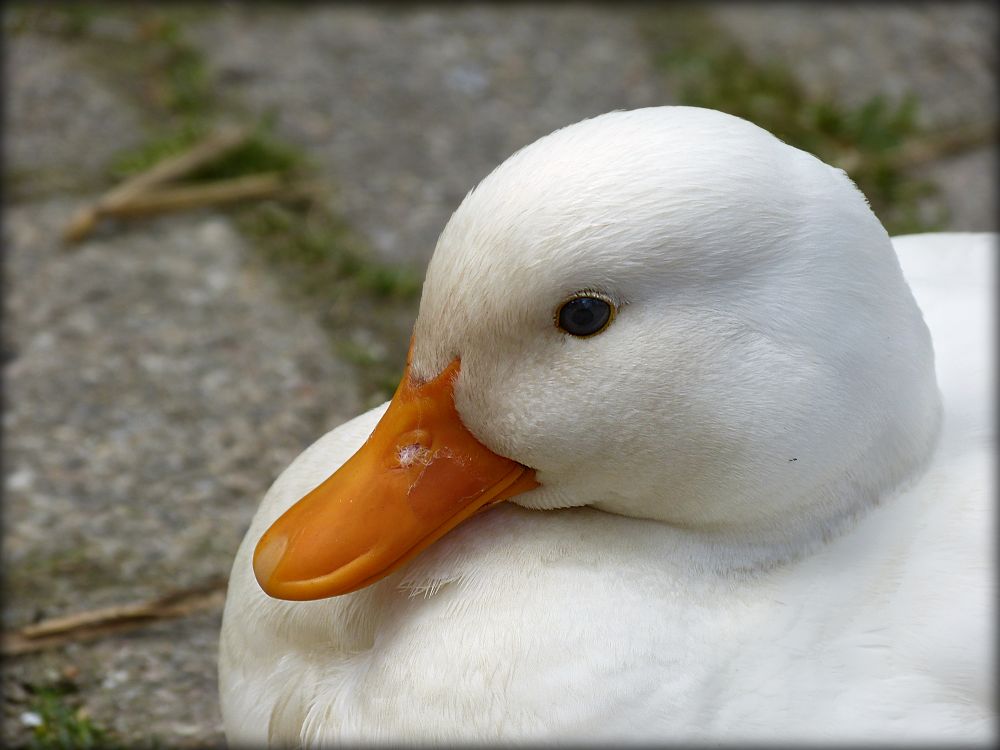 Detail White Duck Image Nomer 25