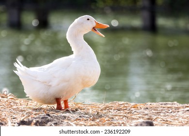 Detail White Duck Image Nomer 28
