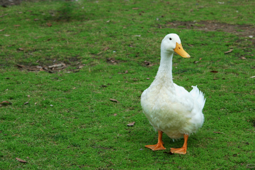 Detail White Duck Image Nomer 38