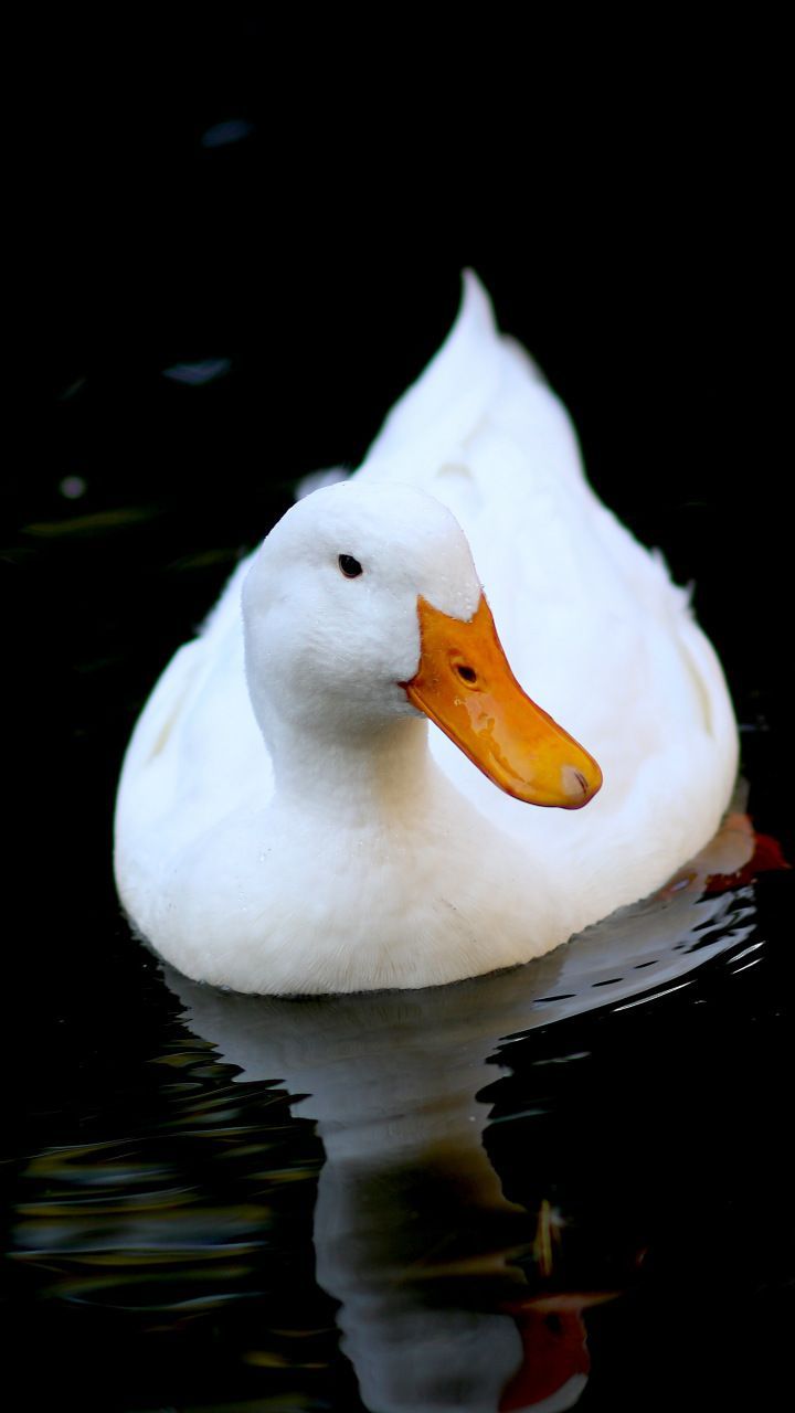 Detail White Duck Image Nomer 40