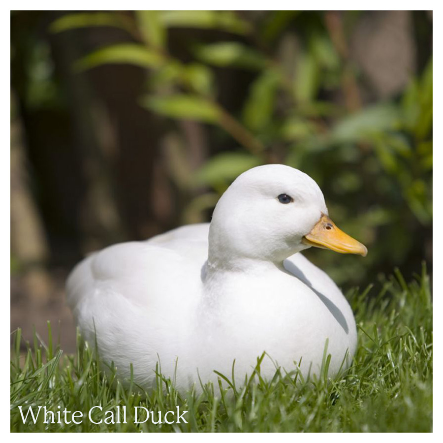 Detail White Duck Image Nomer 41