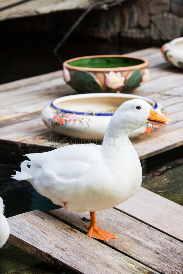 Detail White Duck Image Nomer 46