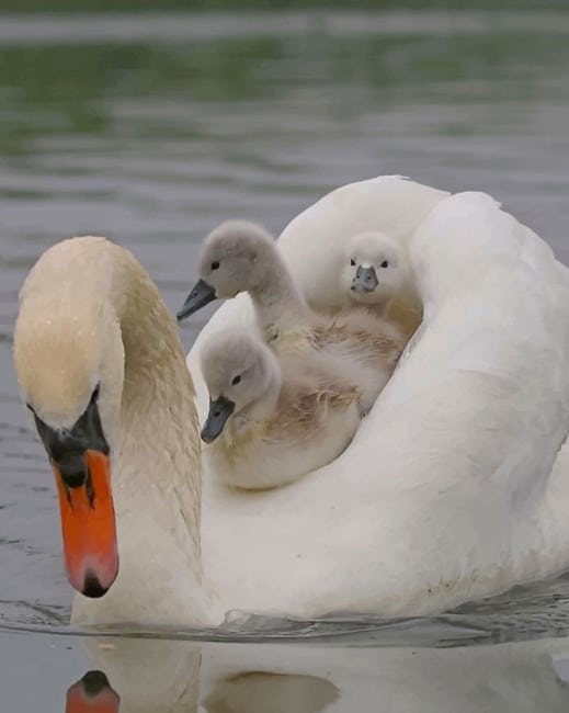 Detail White Duck Image Nomer 47