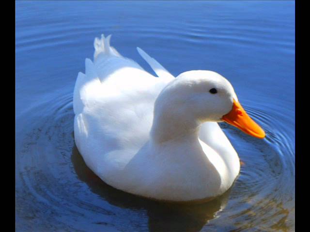 Detail White Duck Image Nomer 50