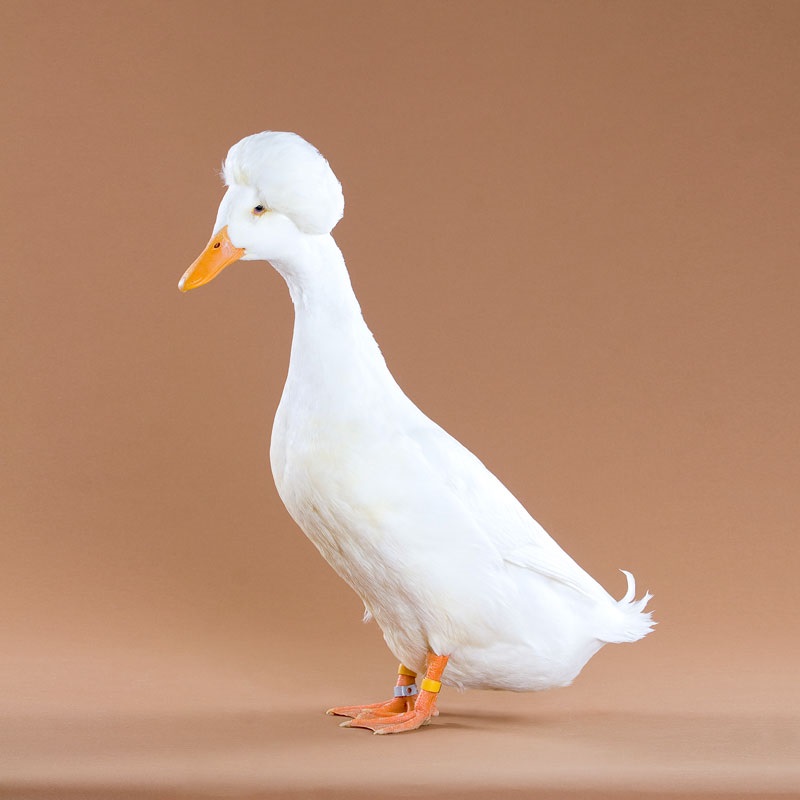 Detail White Duck Image Nomer 51