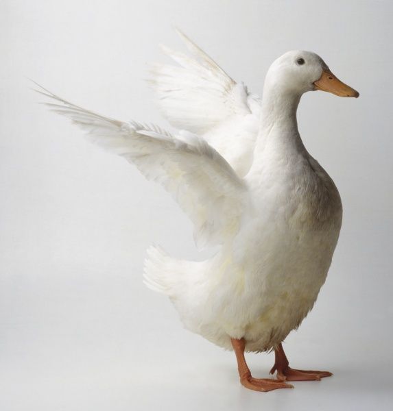 Detail White Duck Image Nomer 52