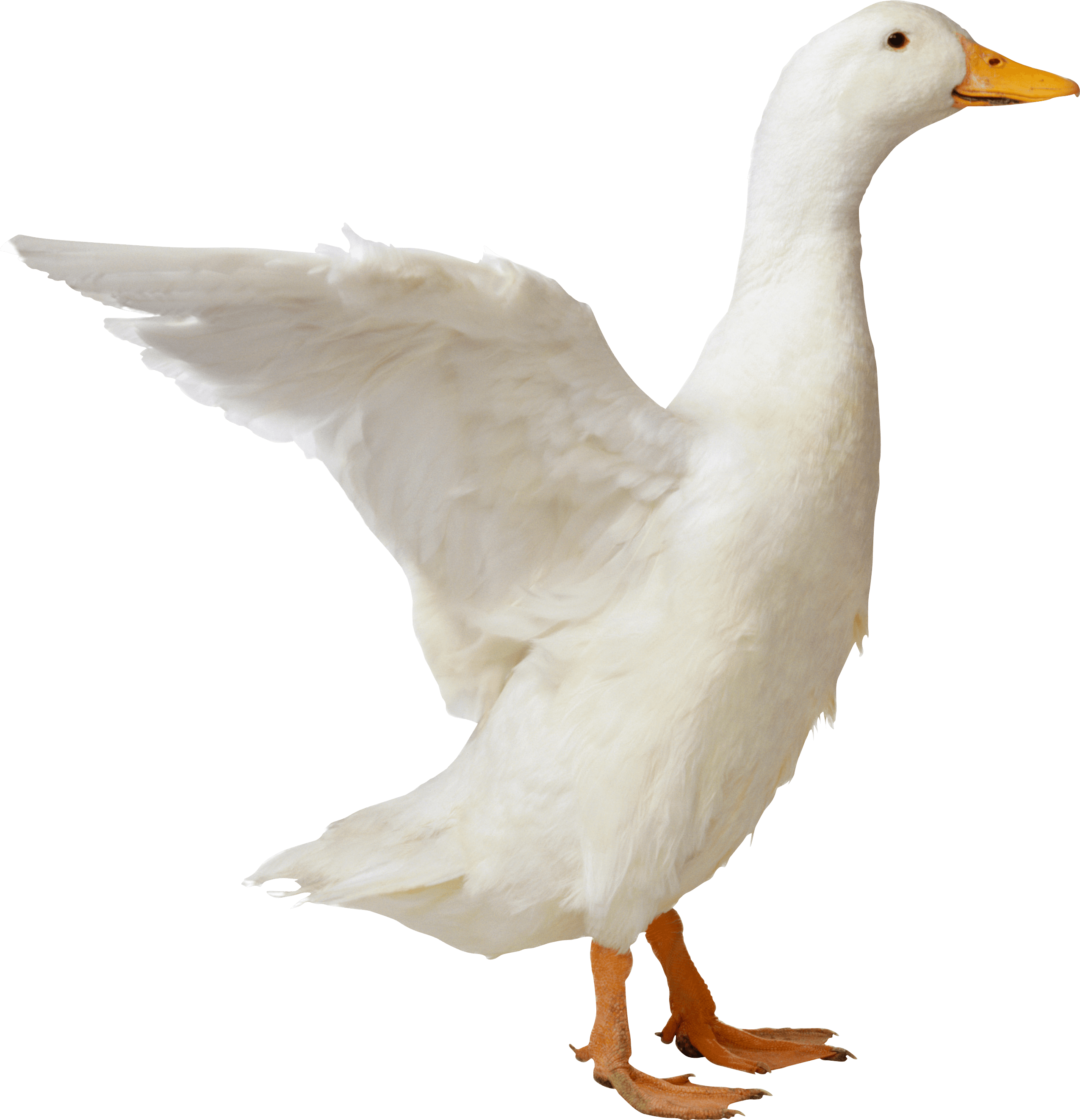 Detail White Duck Image Nomer 54