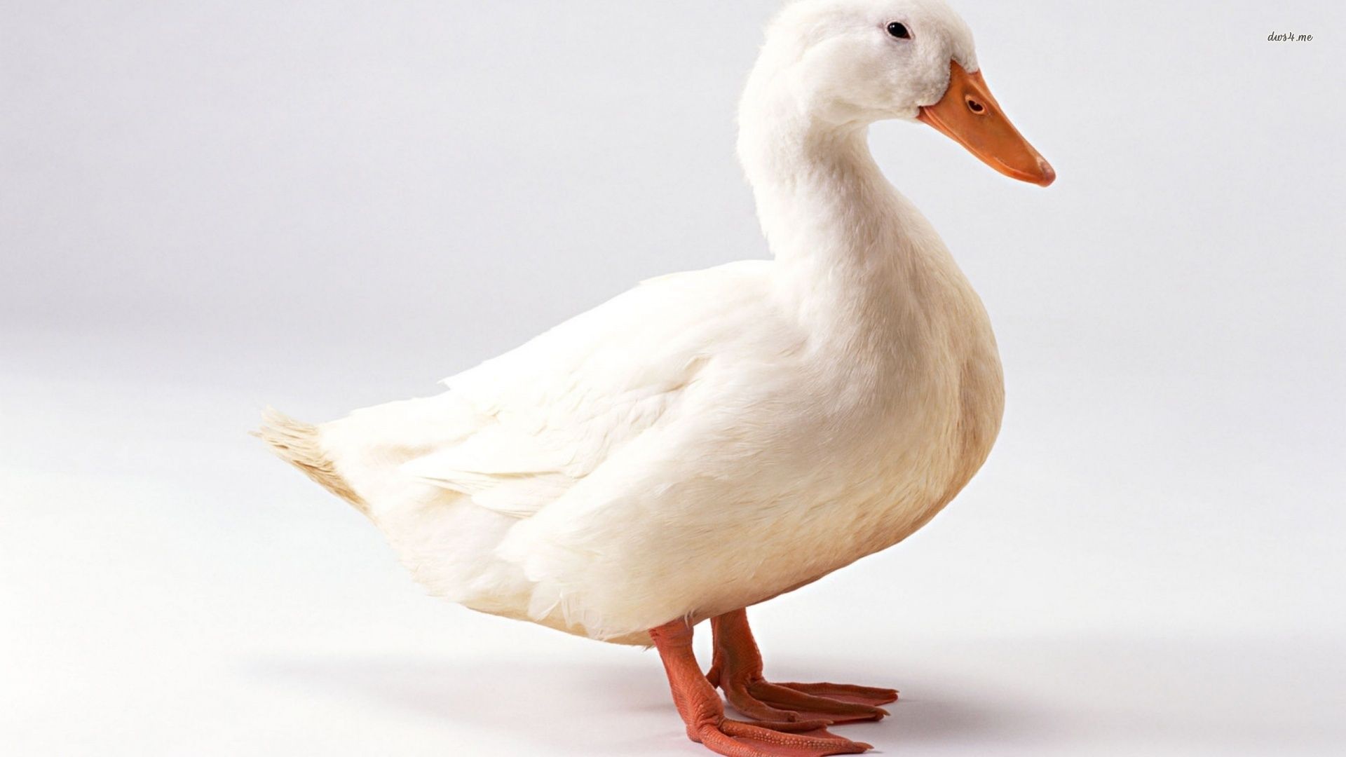 Detail White Duck Image Nomer 57