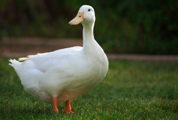 Detail White Duck Image Nomer 9