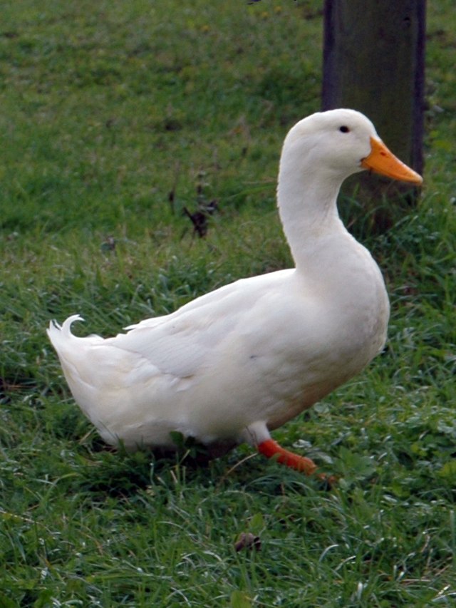 White Duck Images - KibrisPDR