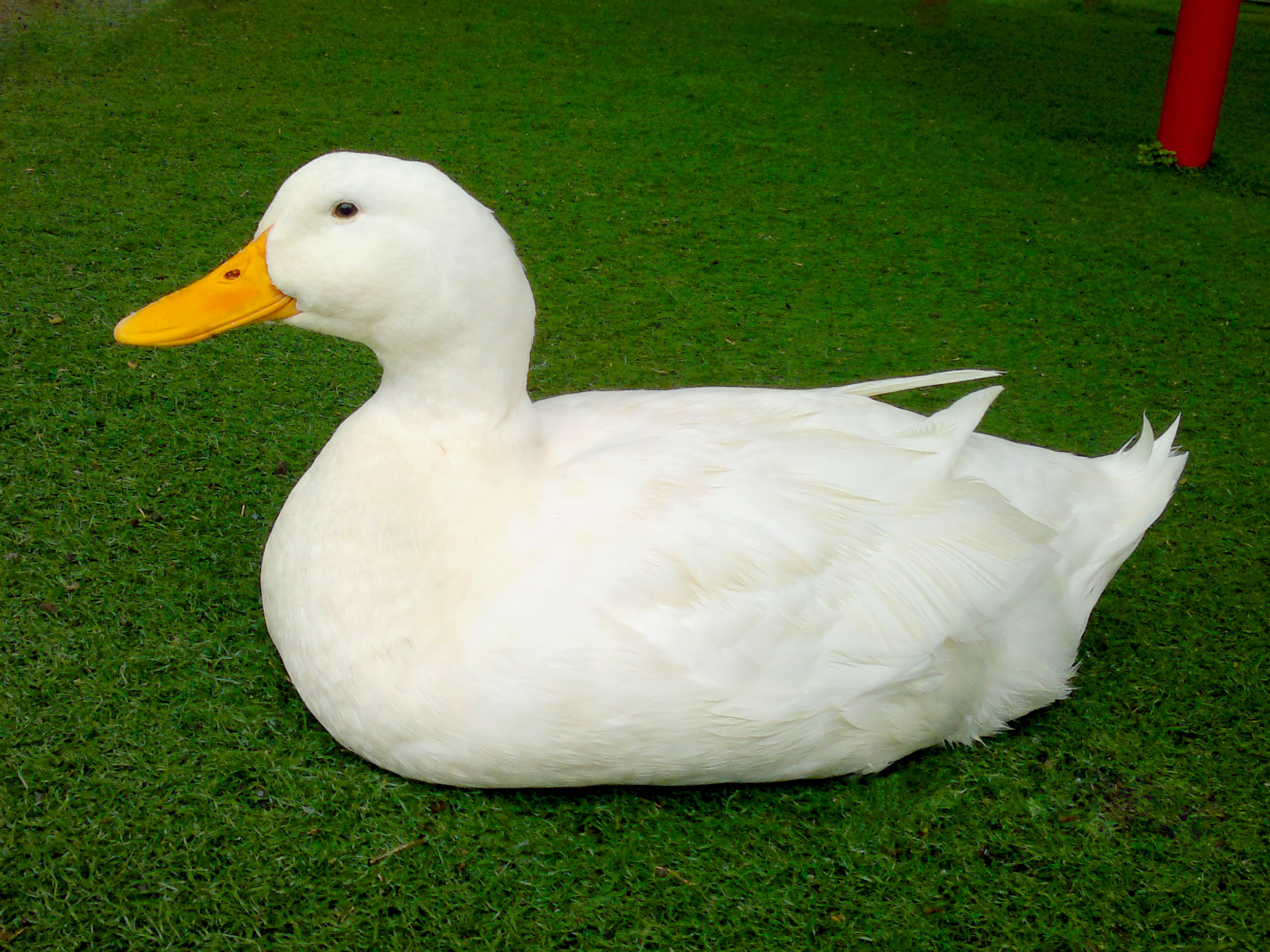 Detail White Duck Images Nomer 11