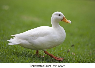 Detail White Duck Images Nomer 13