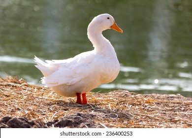 Detail White Duck Images Nomer 16