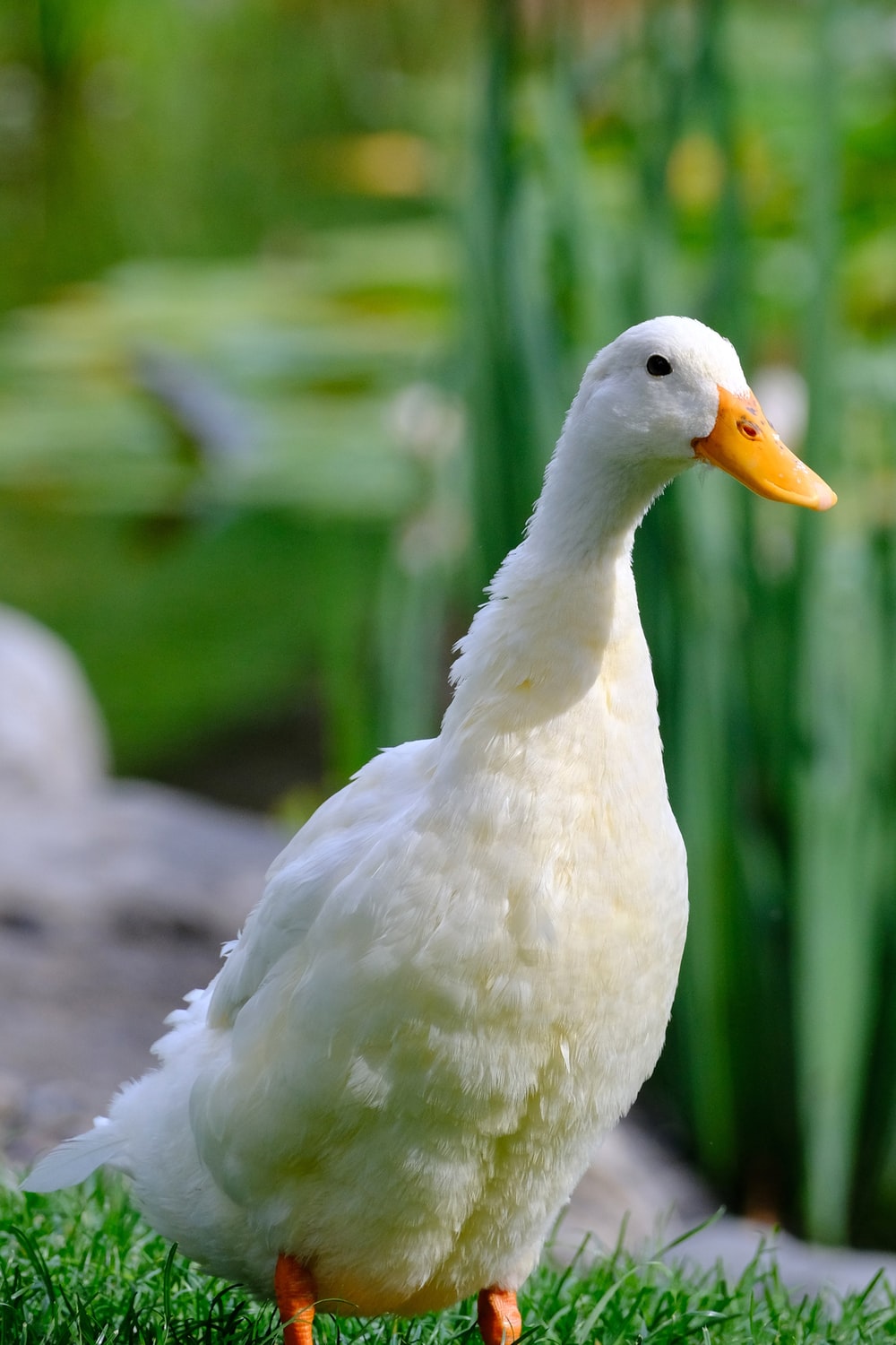 Detail White Duck Images Nomer 17