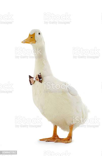 Detail White Duck Images Nomer 18