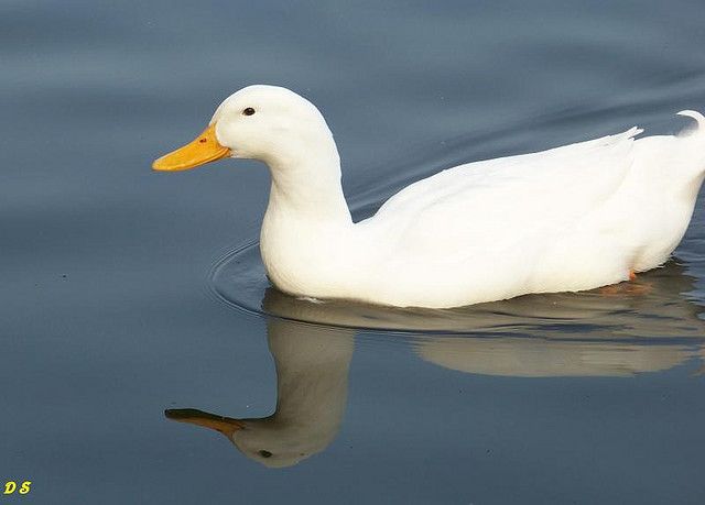 Detail White Duck Images Nomer 19