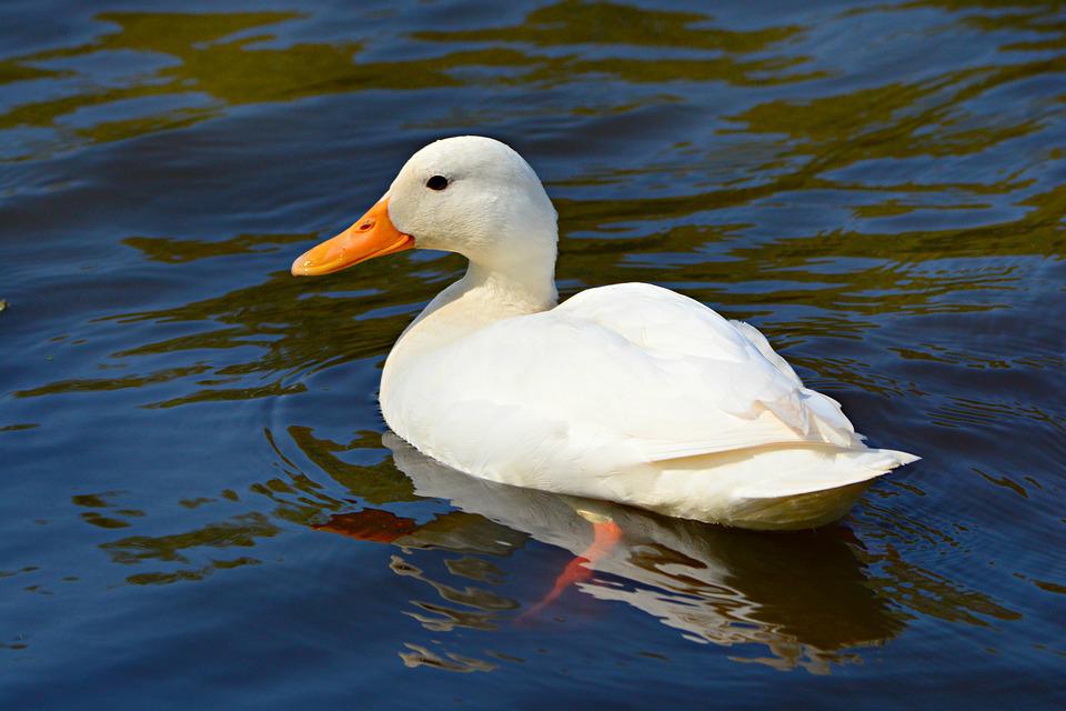 Detail White Duck Images Nomer 20