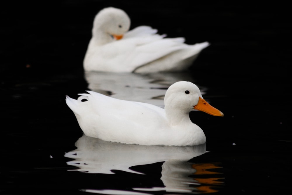 Detail White Duck Images Nomer 3