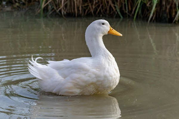 Detail White Duck Images Nomer 21