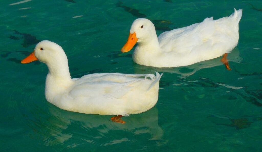 Detail White Duck Images Nomer 22