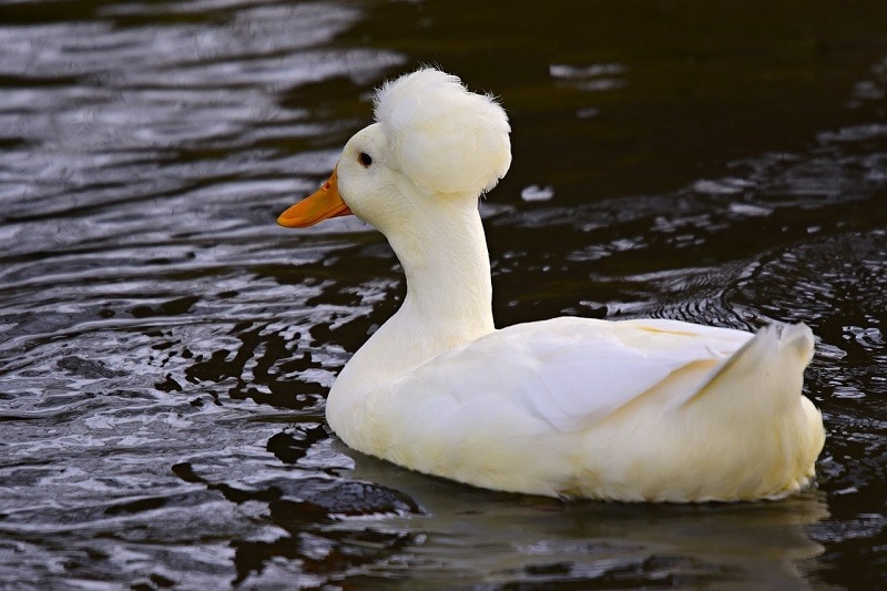 Detail White Duck Images Nomer 26