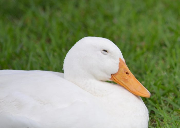 Detail White Duck Images Nomer 28