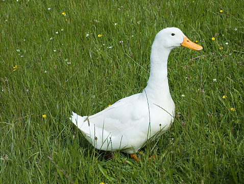 Detail White Duck Images Nomer 4