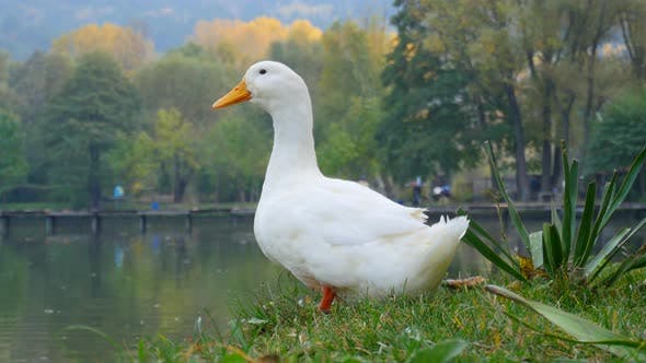 Detail White Duck Images Nomer 29