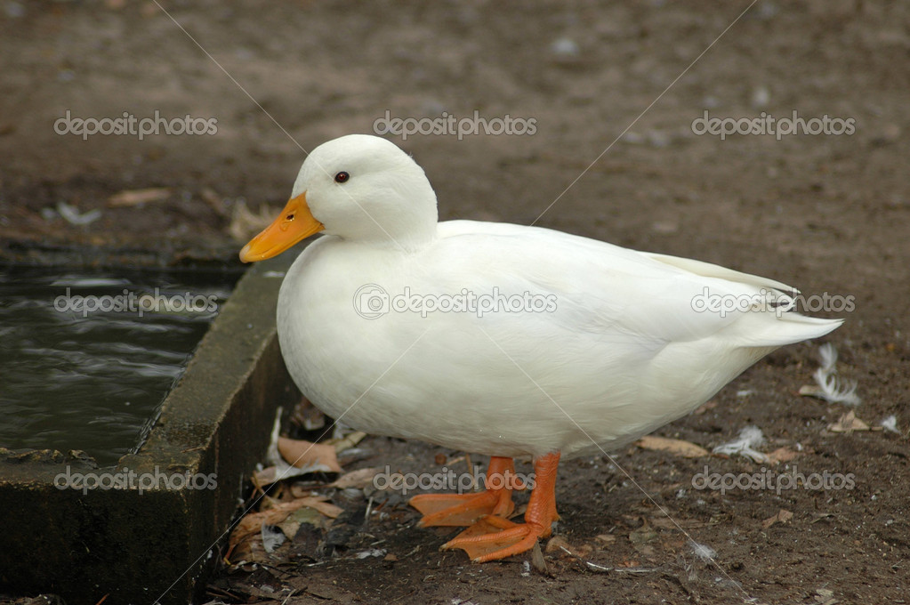 Detail White Duck Images Nomer 34