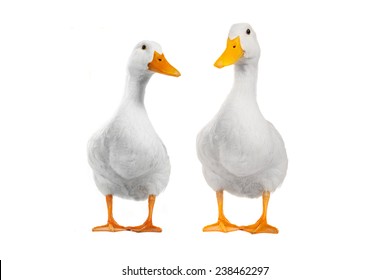 Detail White Duck Images Nomer 36