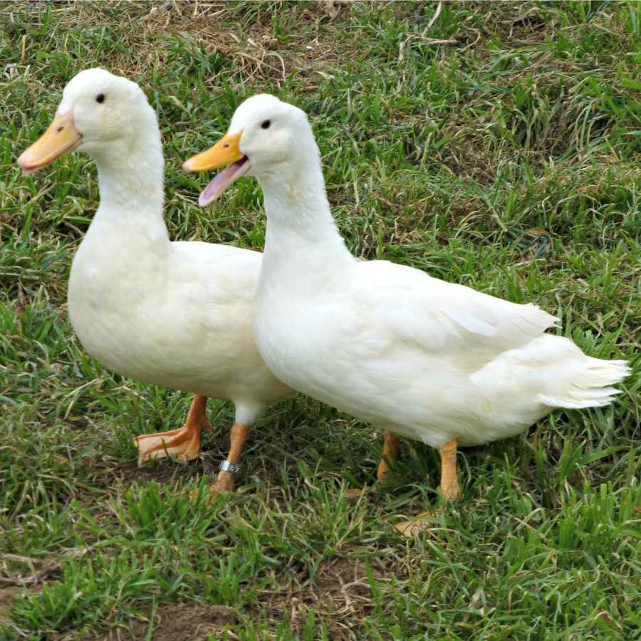 Detail White Duck Images Nomer 40