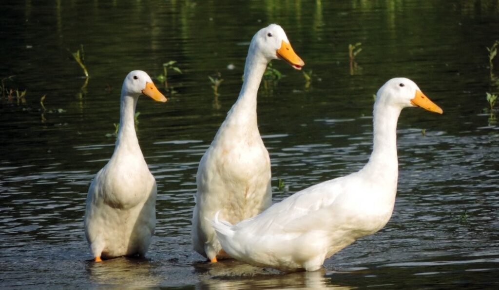 Detail White Duck Images Nomer 44