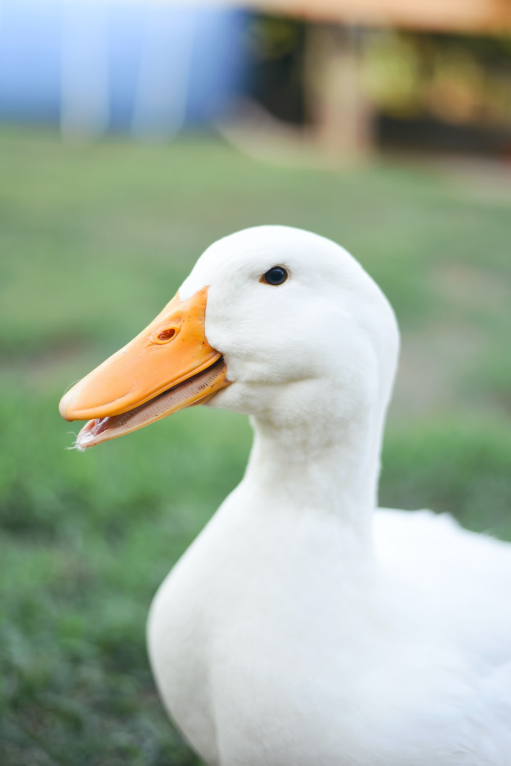 Detail White Duck Images Nomer 6