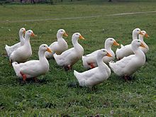 Detail White Duck Images Nomer 56