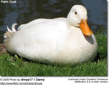 Detail White Duck Images Nomer 57